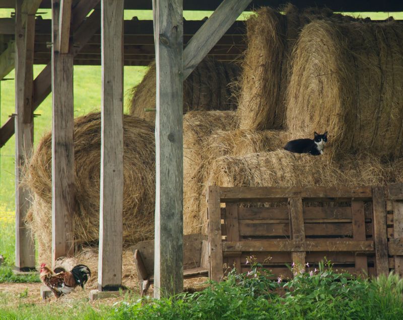 Barn Construction
